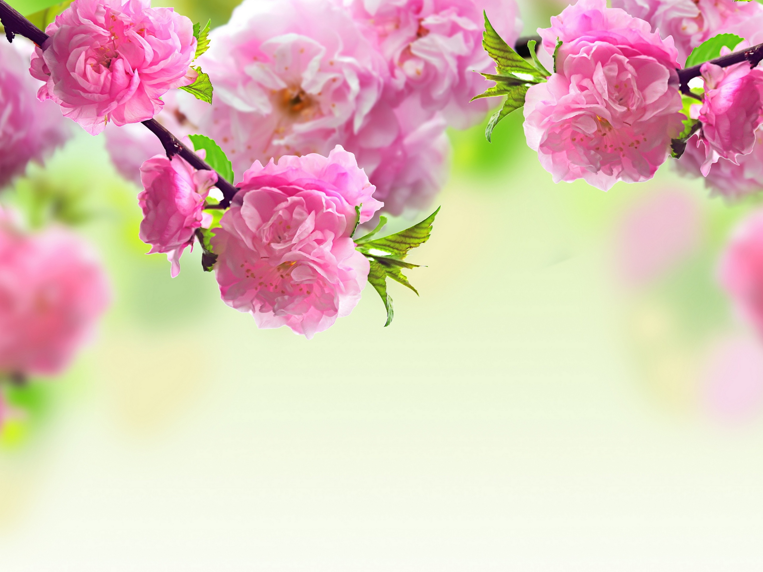 Pink Flowers Mother Day Walpaper Clipart