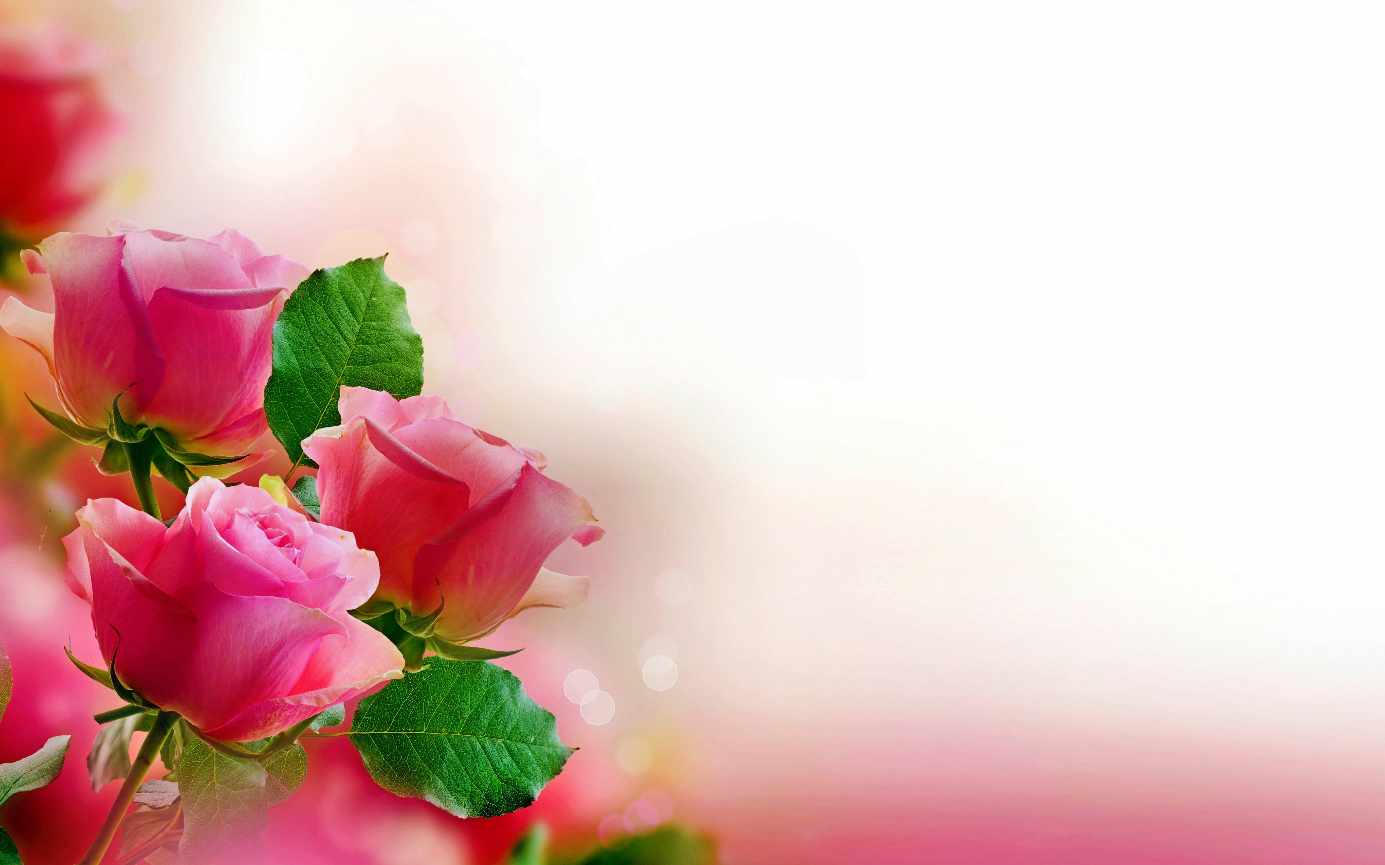 Pink Rose Hd Photo Graphic