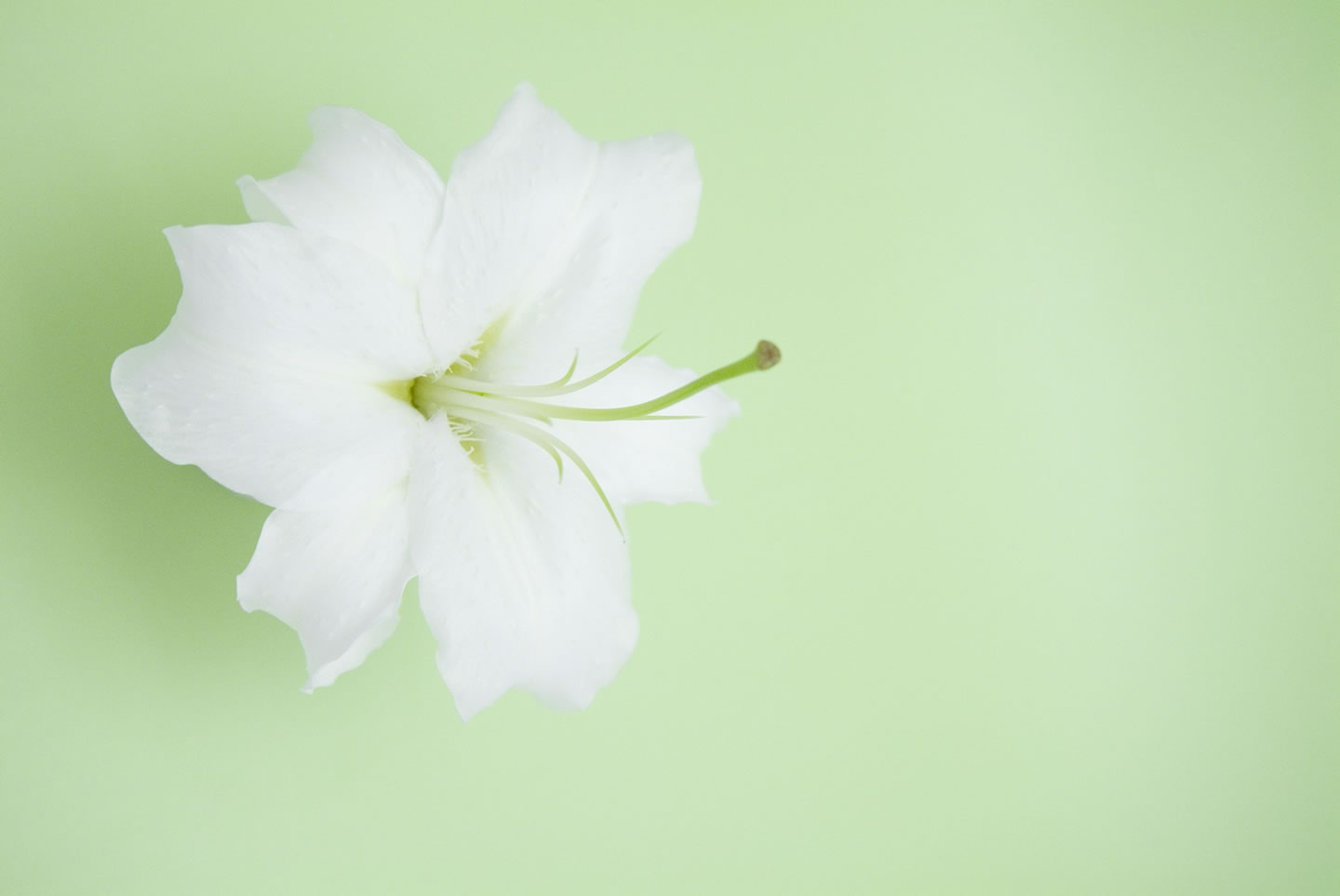 PowerPoint Designs  Nice Flower Lily Themes   Picture