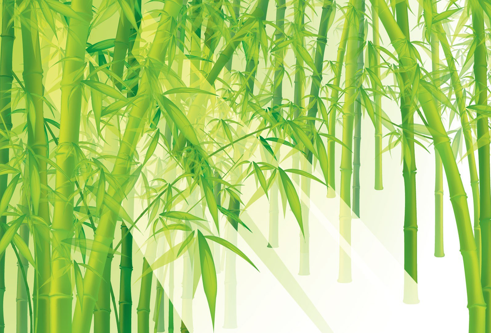 Ppt Bamboo Template Bamboo Template  Wallpaper