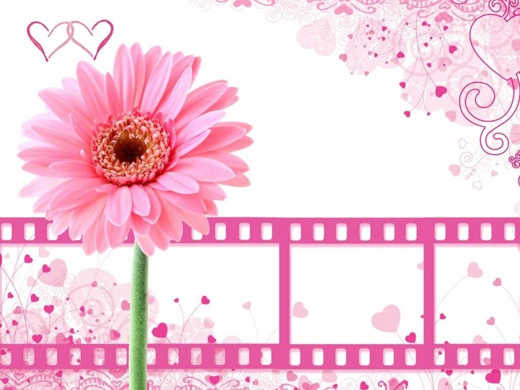 Pretty Pink Flower With Film Clips