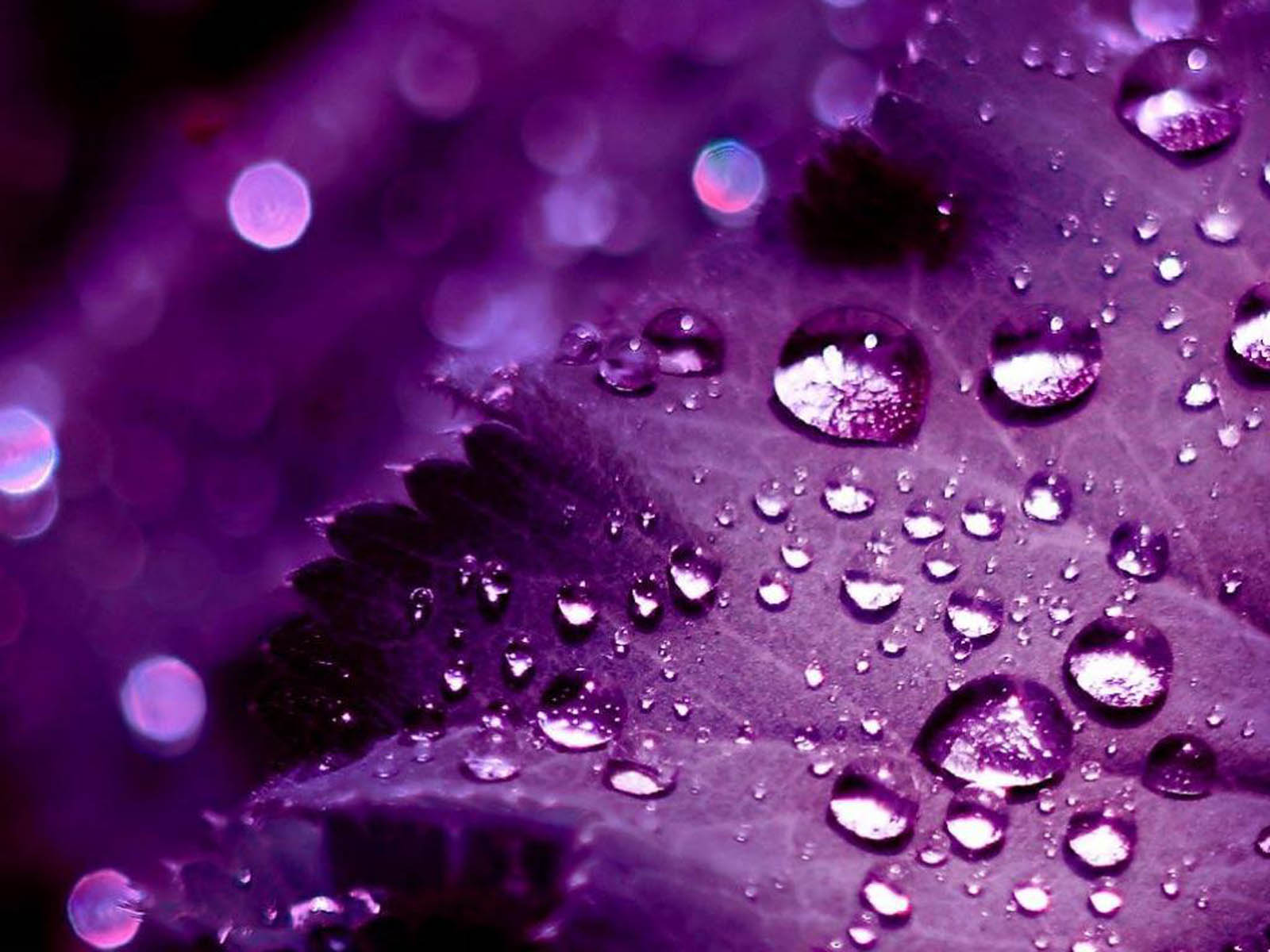 Purple Leaf Water Drops Art