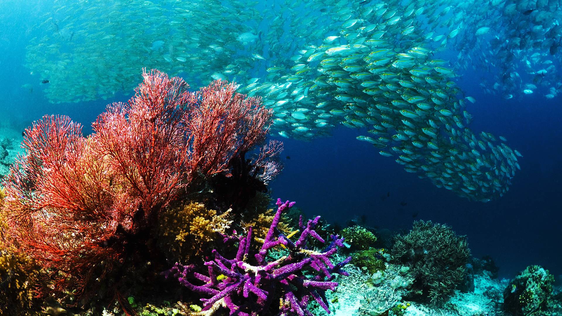 Real Beauty Under Water Frame