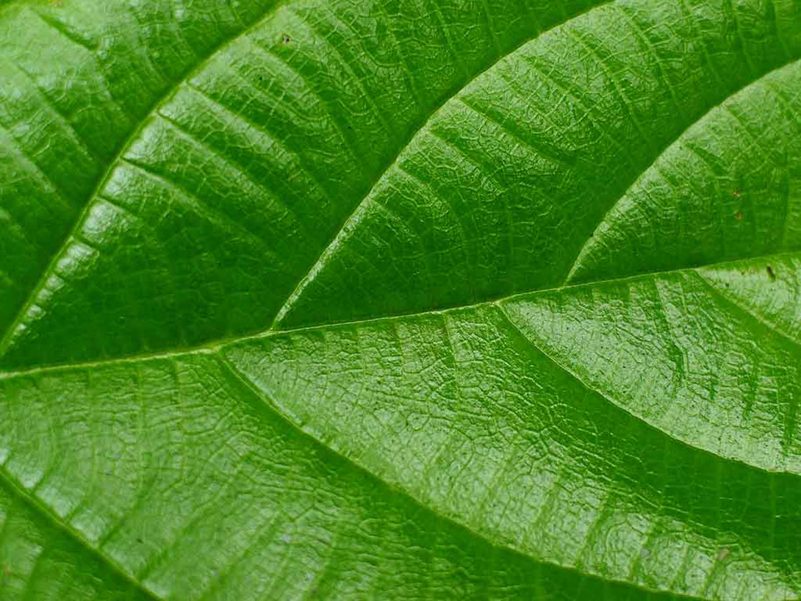 Real Green Leaf Photo