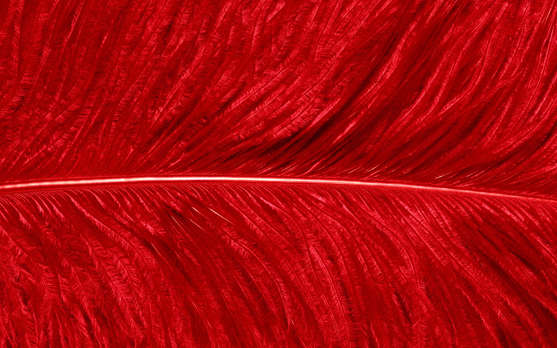 Red Feather Texture Photo Wallpaper