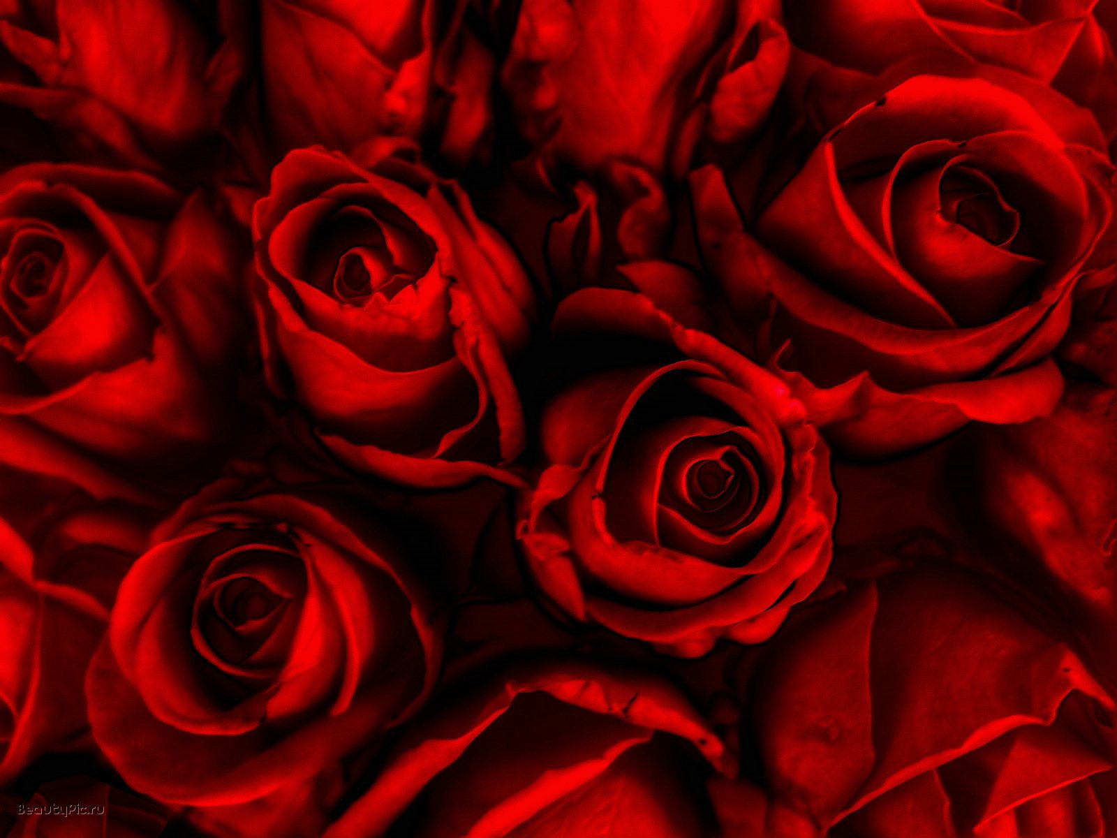 Red Rose For Hd