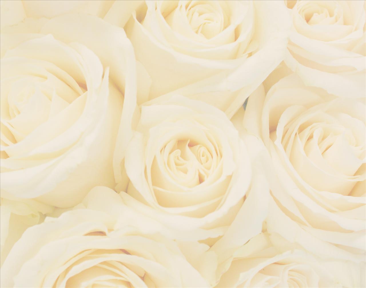 Related Pictures Wedding Roses Hd Picture