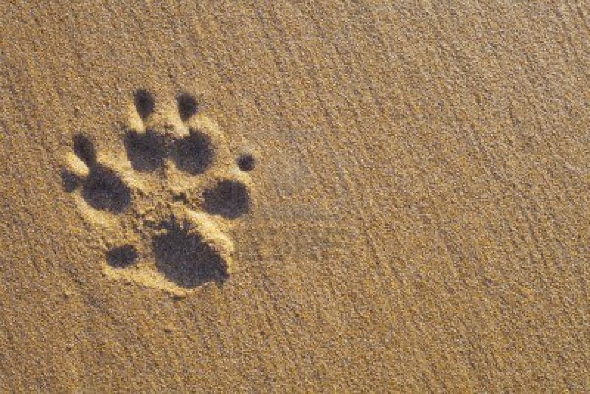 Related Pictures With Dog Paw Print and Bone Vector Photo