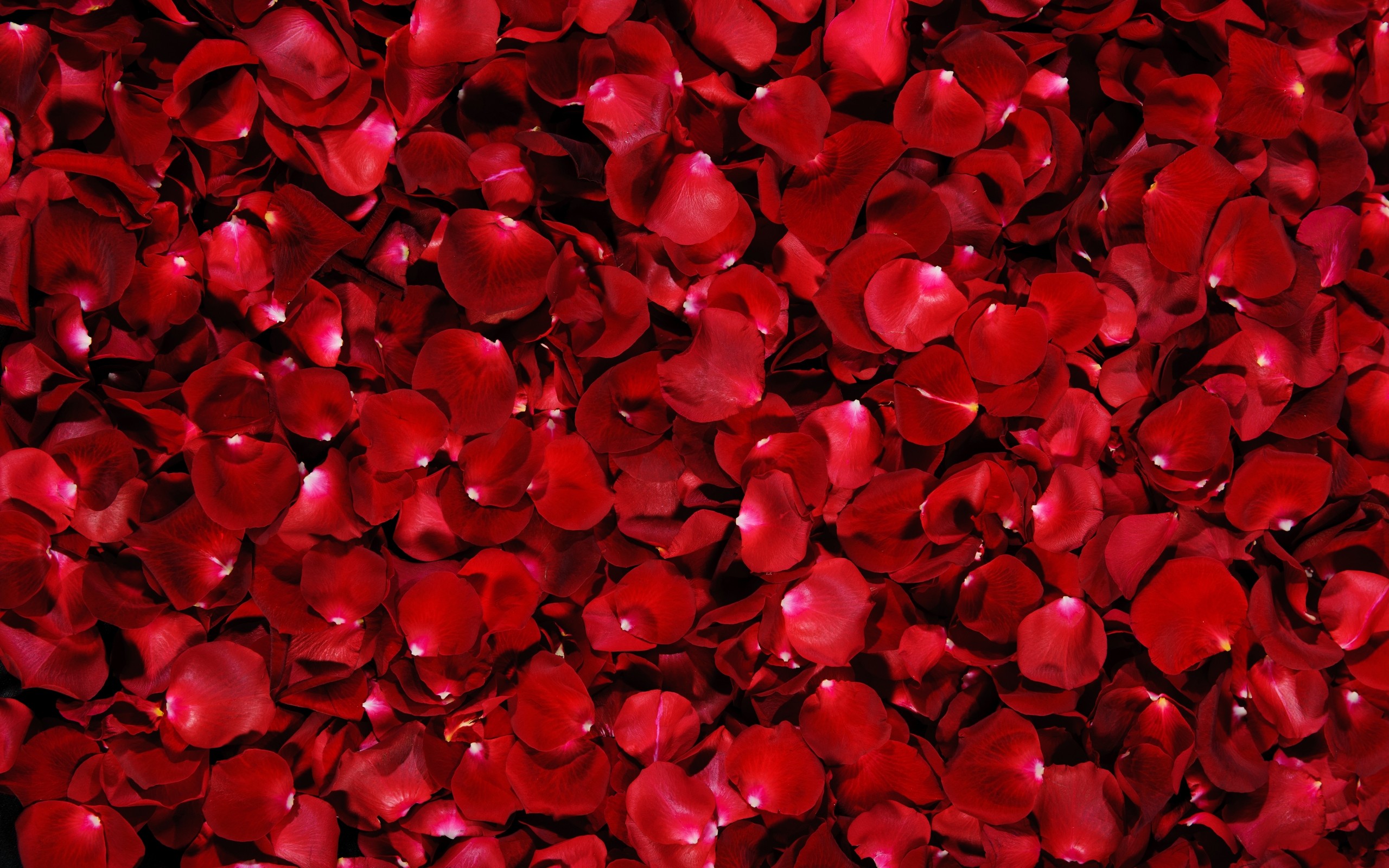 Rosepetal For Hd image