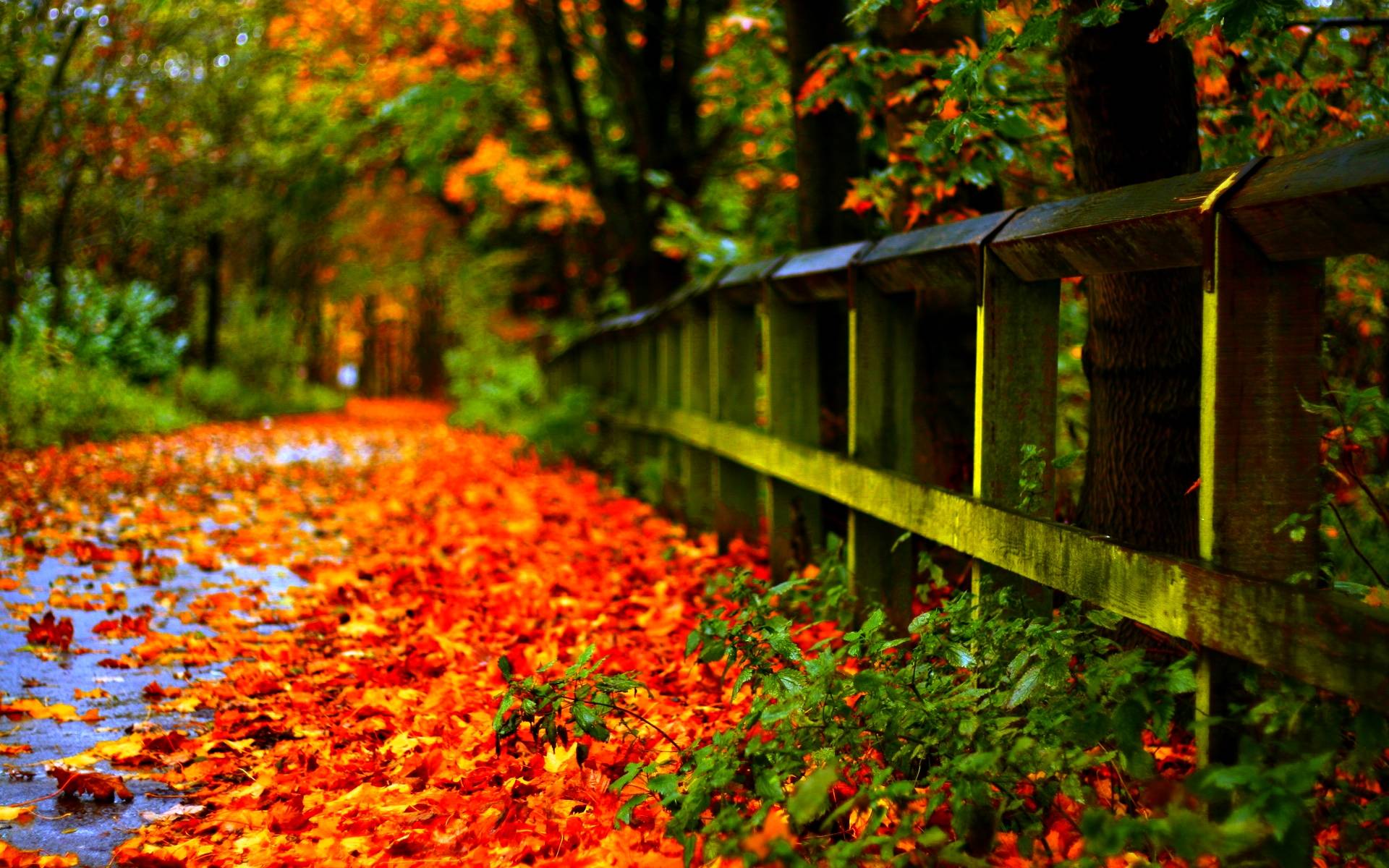 Sad Poetry Autumn Leaves Template