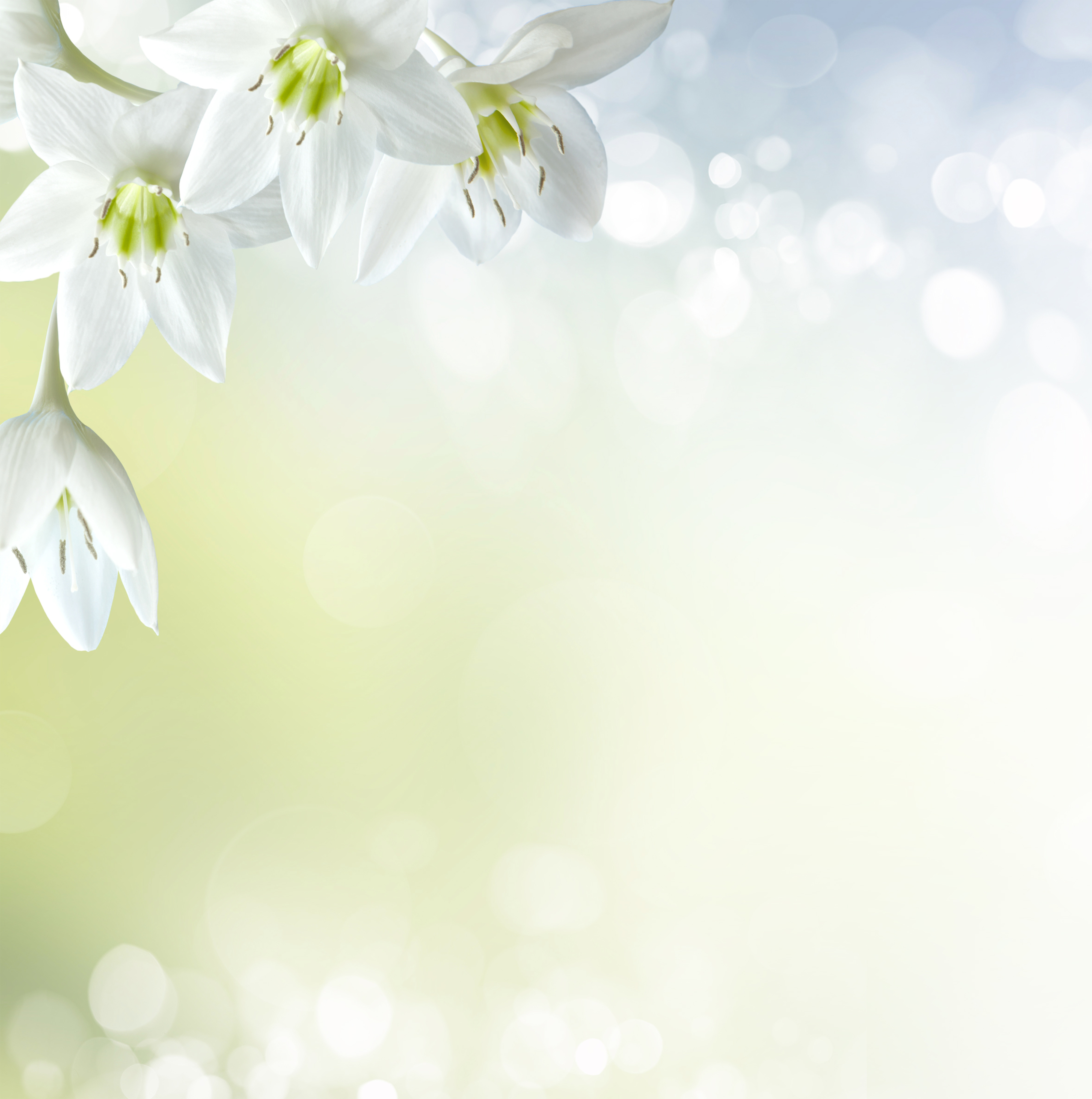 Soft White Floral image