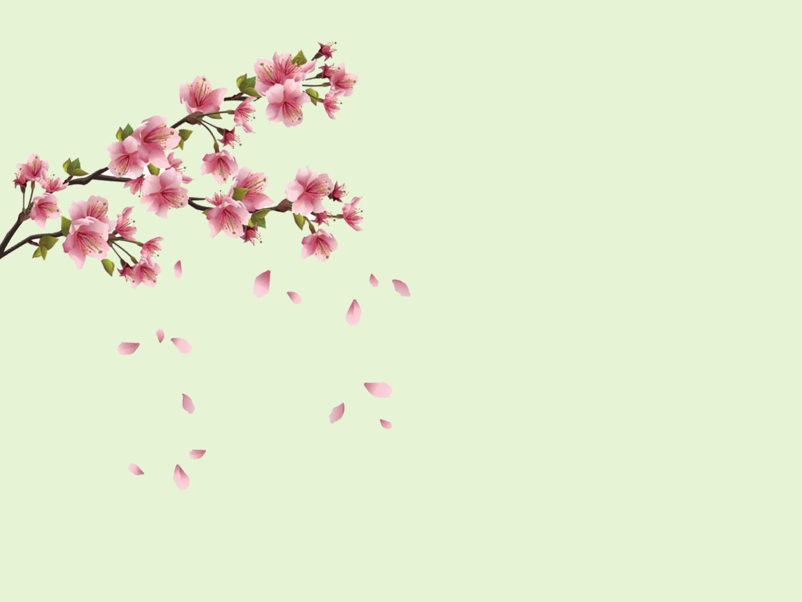 Spring Flowers PPT Backgrounds