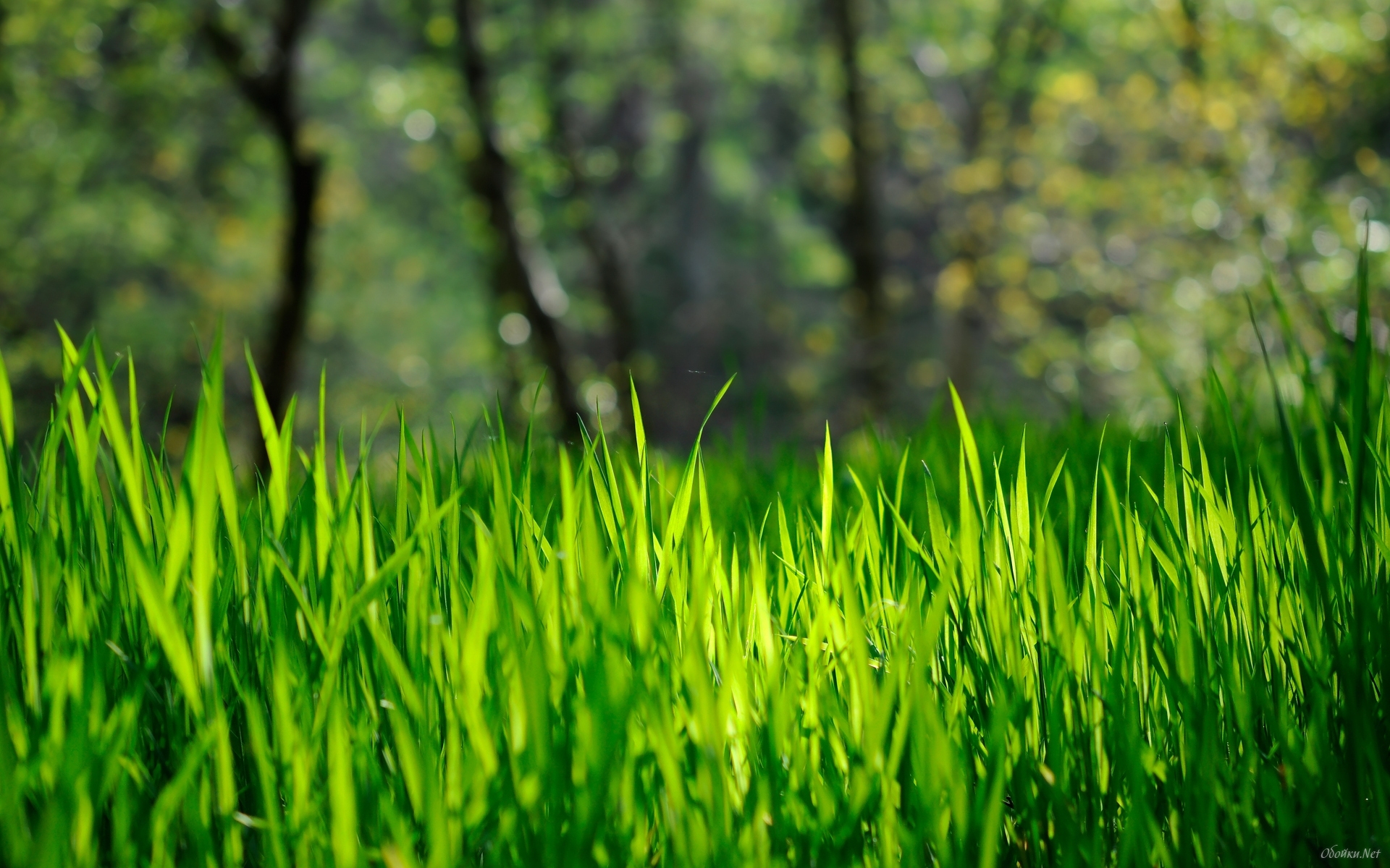 Spring Grass HD Desktop  HD Desktop Slides