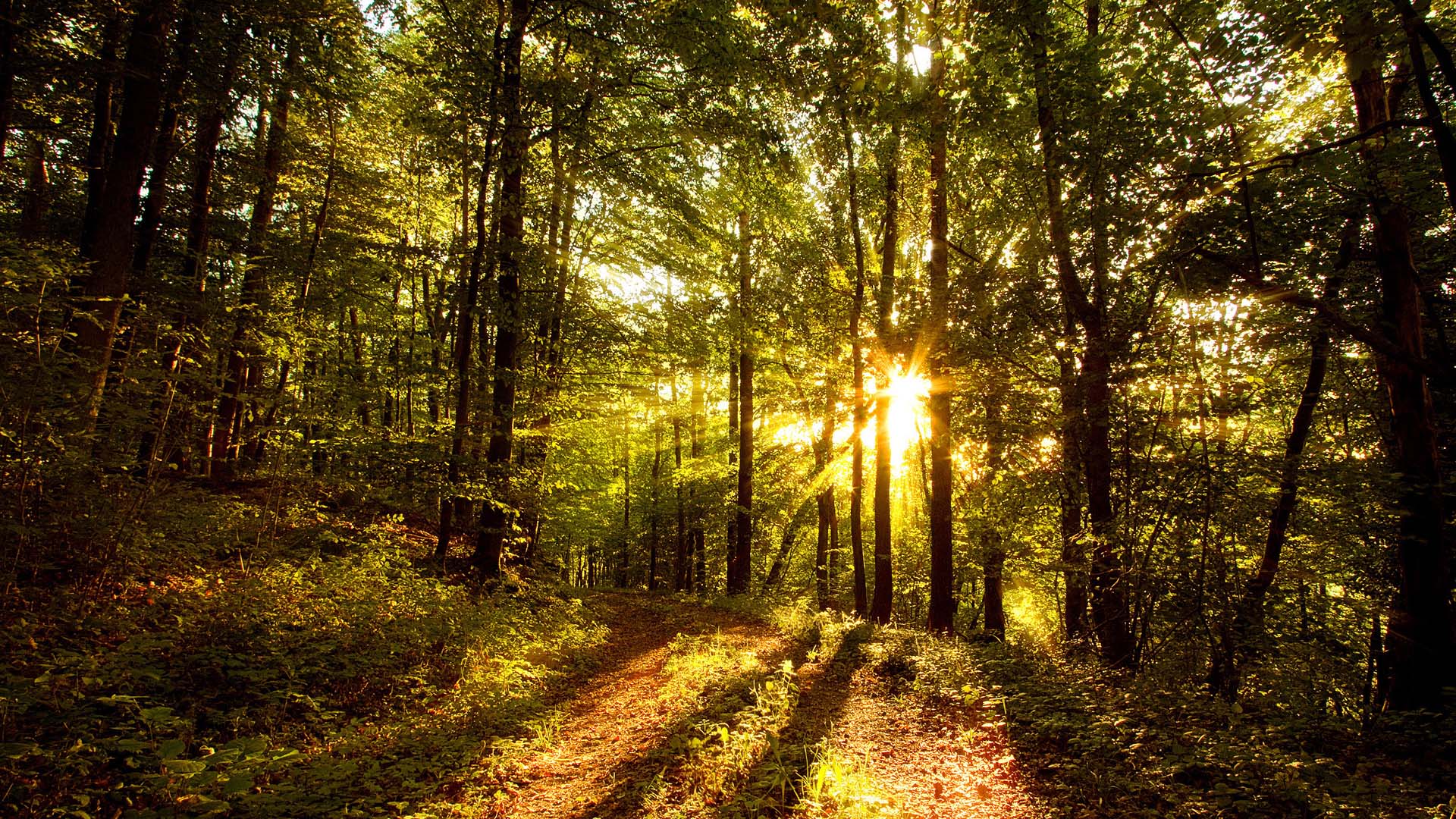 Sunlight Trees Photo