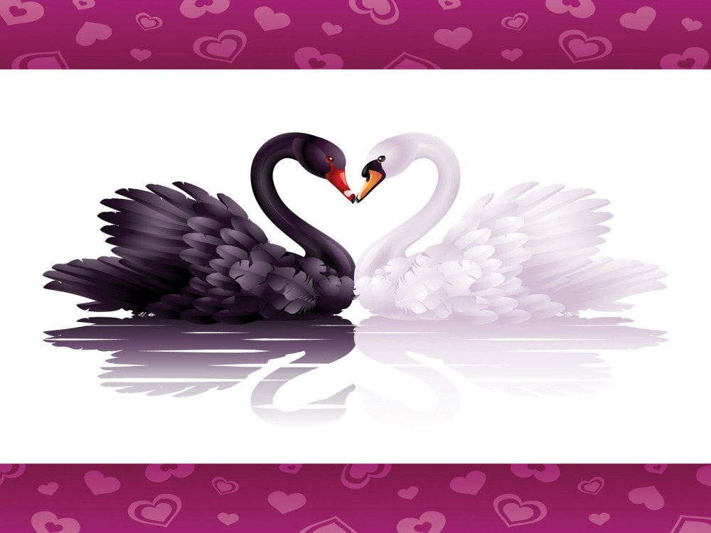 Swans Loves