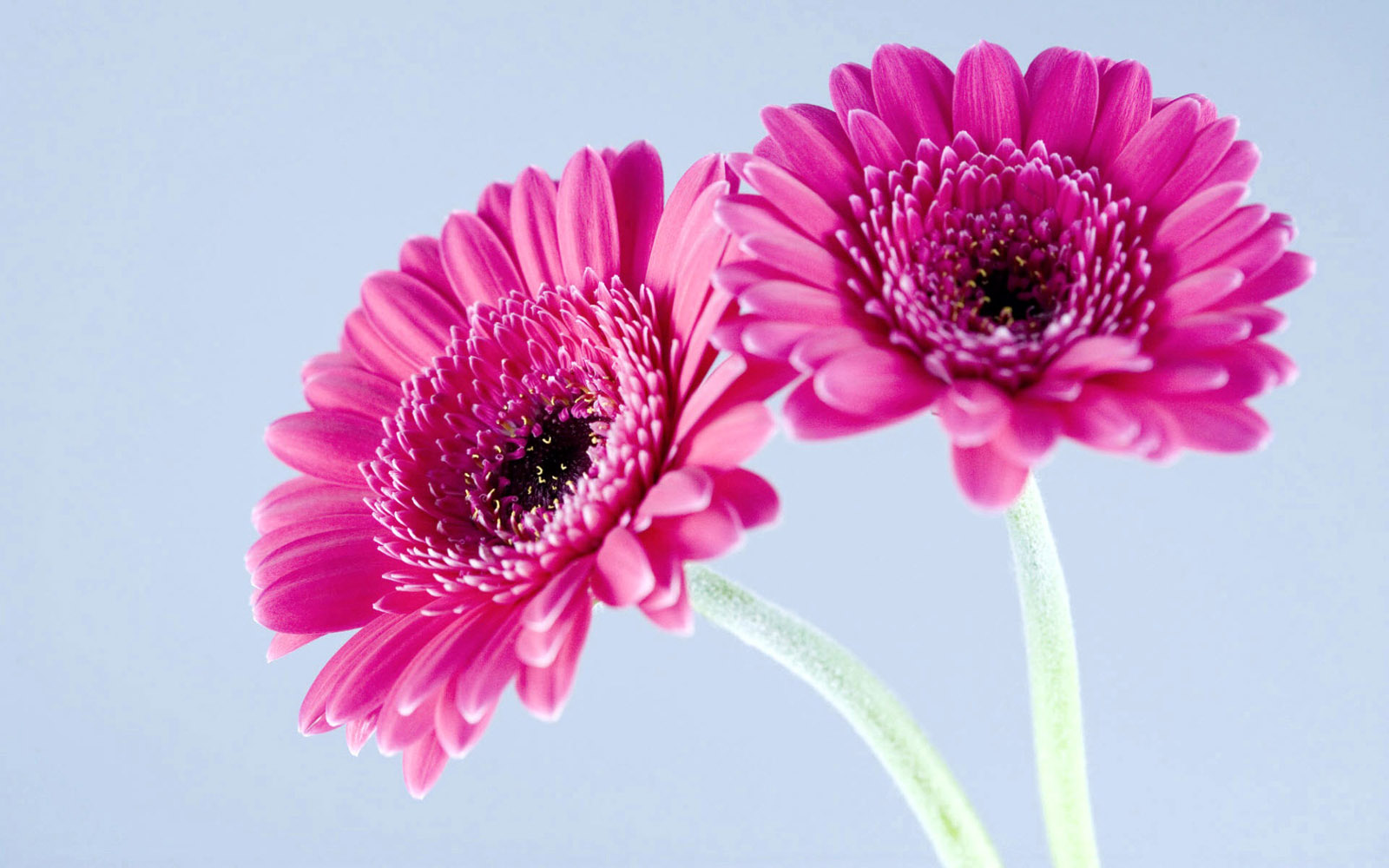 Tag Gerbera Flowerss Photos Imagesand   Clip Art