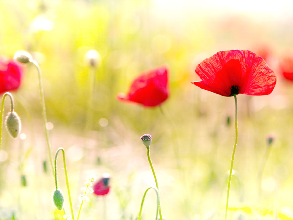 Tag Poppy Flowers Desktops PhotosImages and   Quality