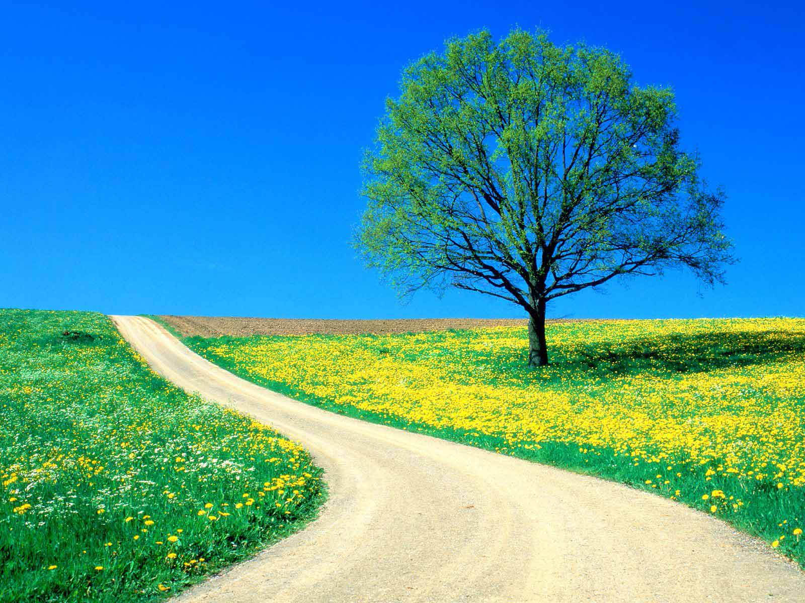 Tag Springs Photos Picturesand Images For Quality Tag Springs Photos Picturesand Images For Quality PPT Backgrounds