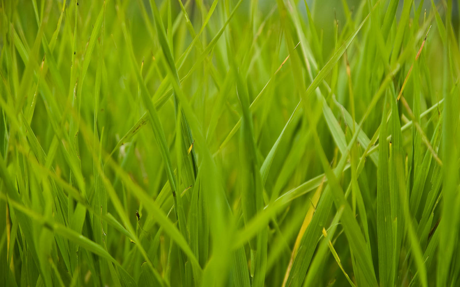 Tall Grass Art