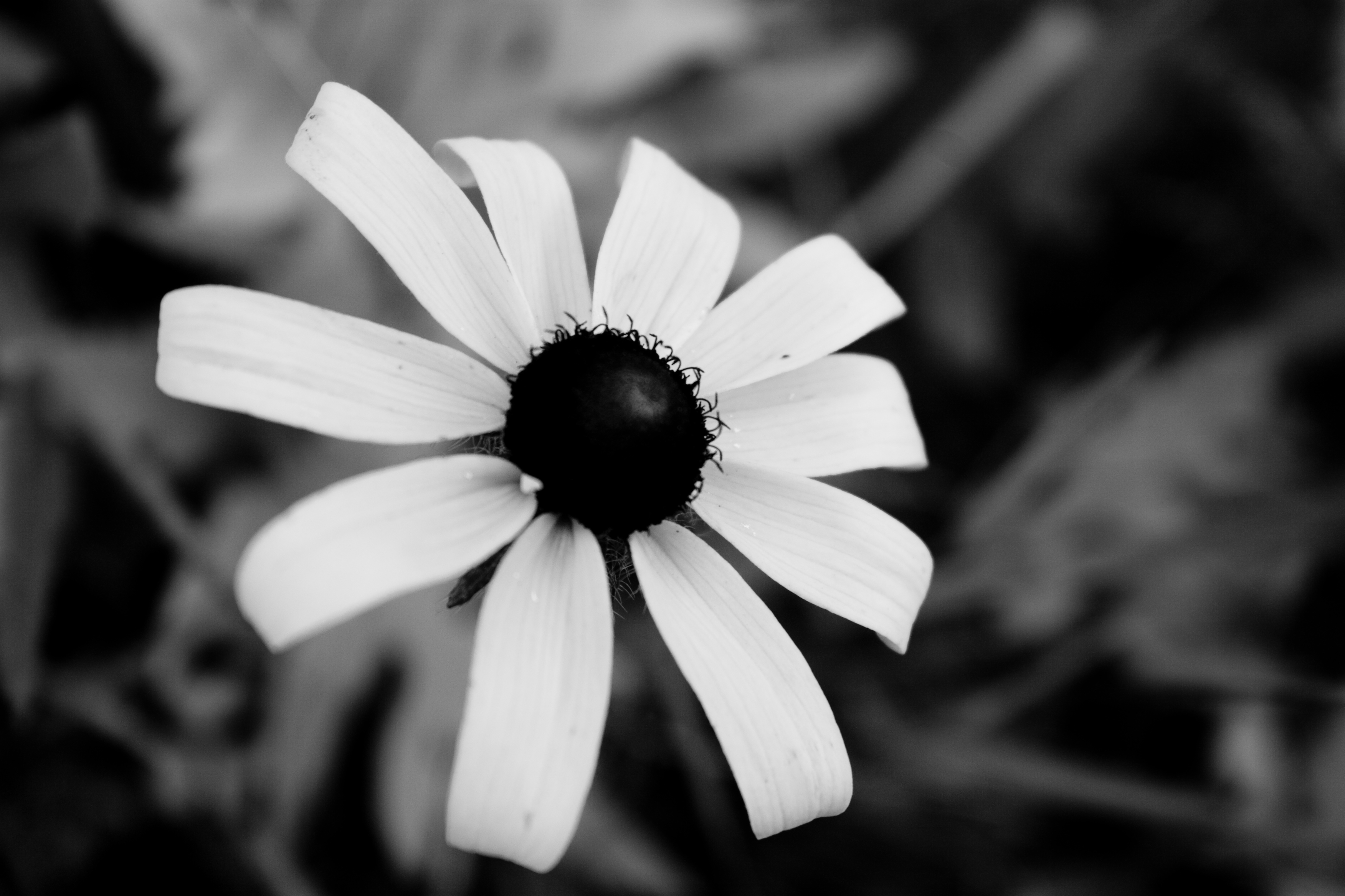 The Beauty Of Flowers Black White Wallpaper