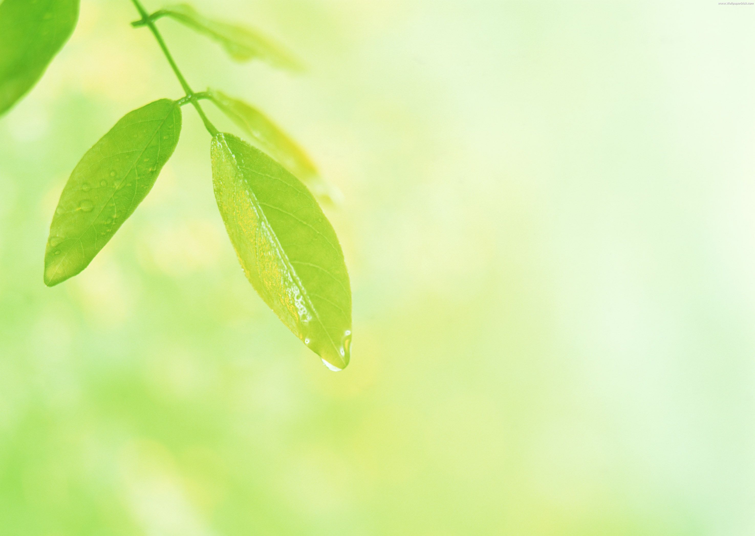 The First Spring Leaves