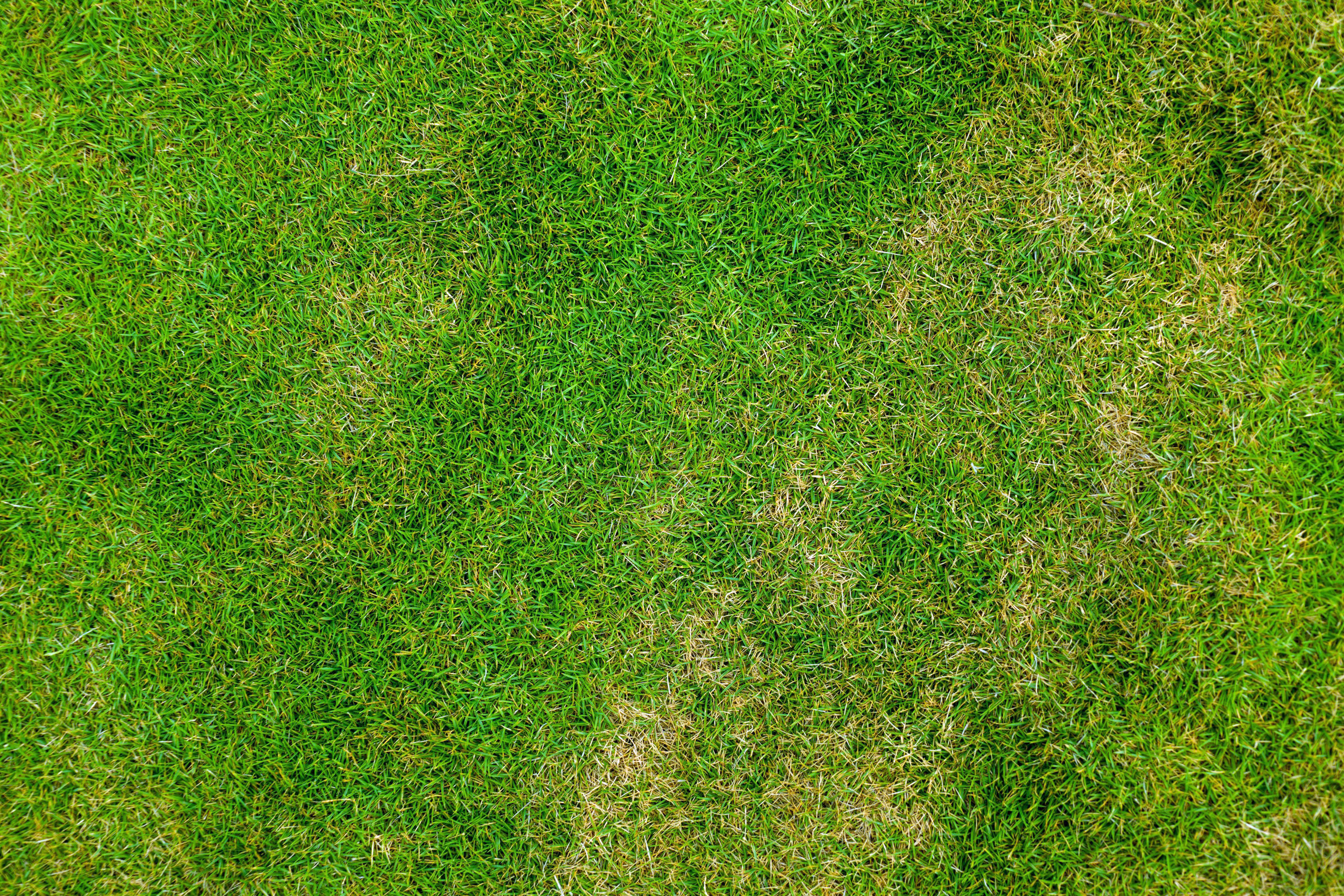 Top Down  Grass Texture Or Green Lawn Photo Image