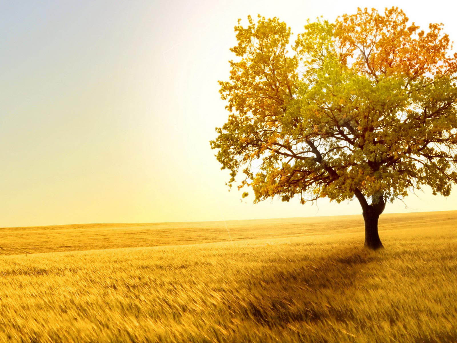 Tree In Field