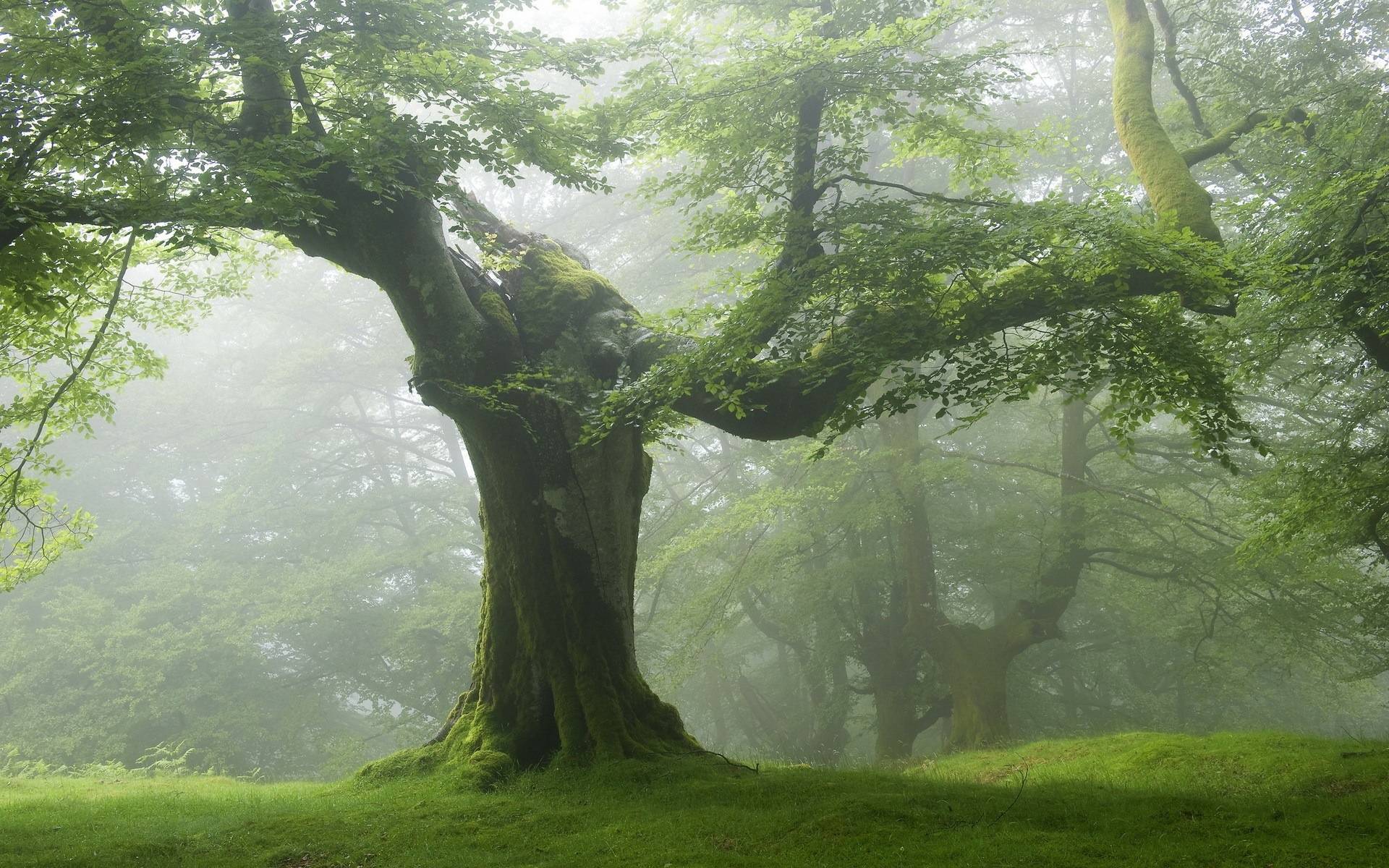 Tree Nature