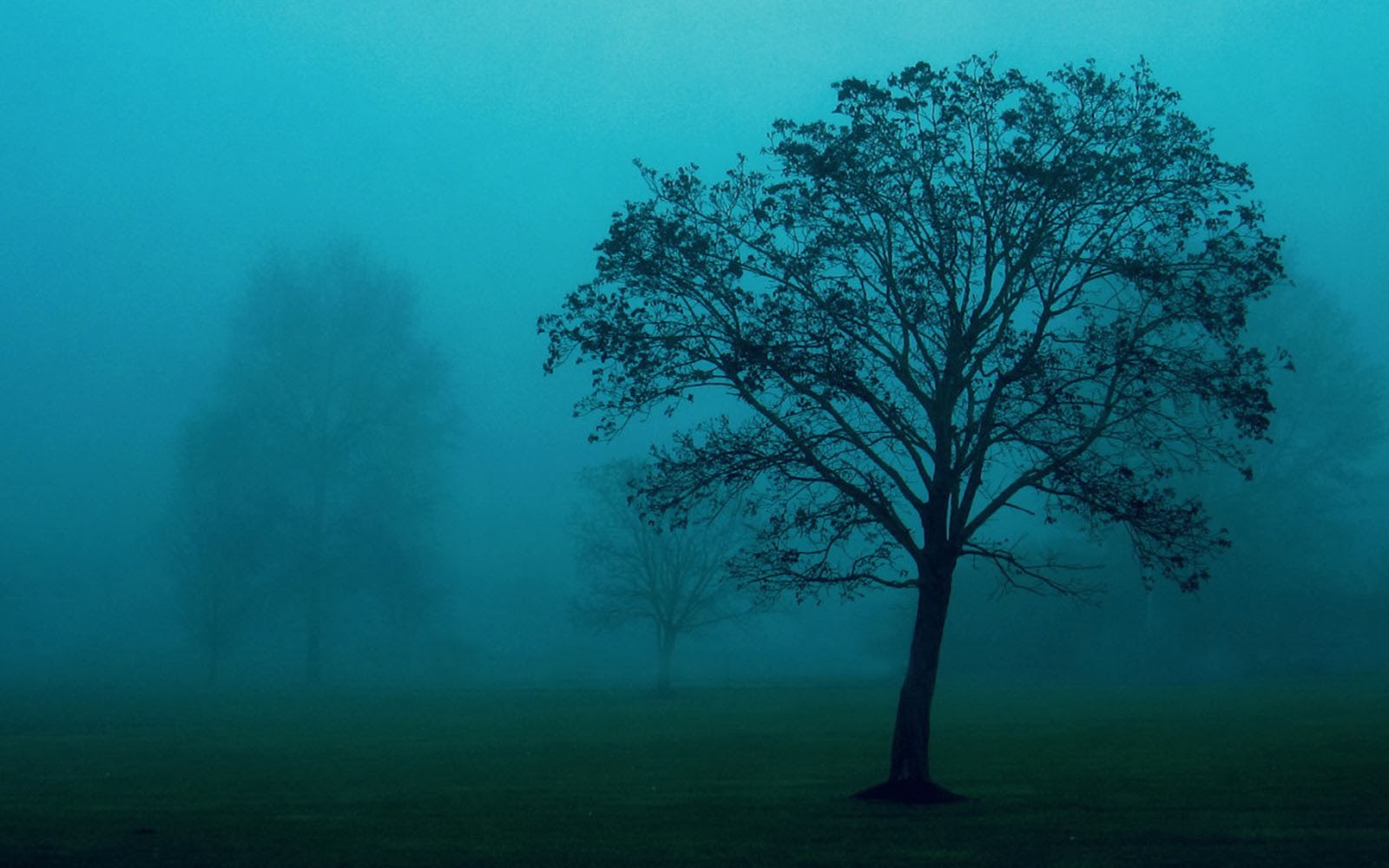 Trees In The Mist