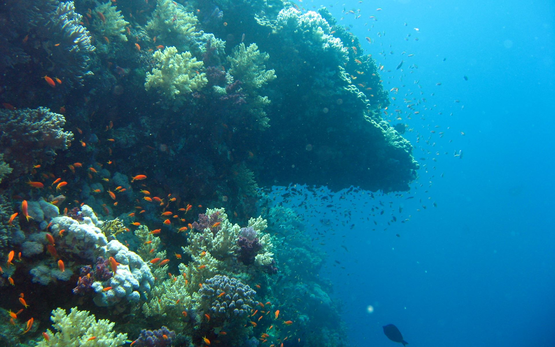 Underwater Ocean Marine Life On Elphinstone   Quality