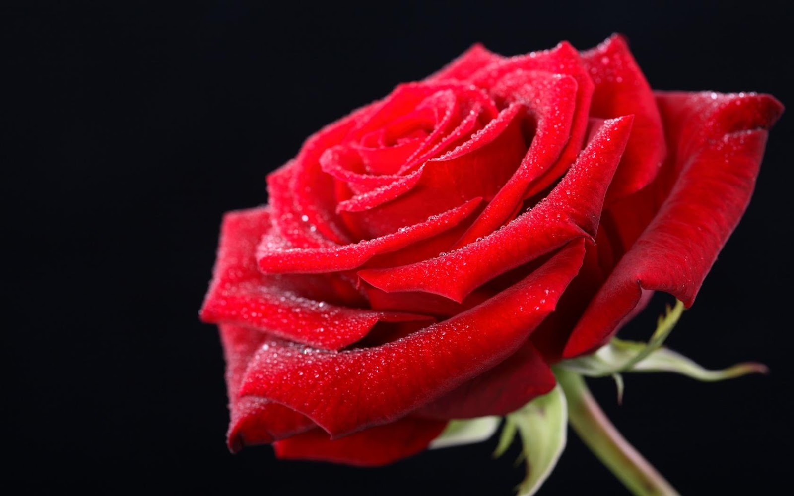 Valentines Day Red Rose Hd