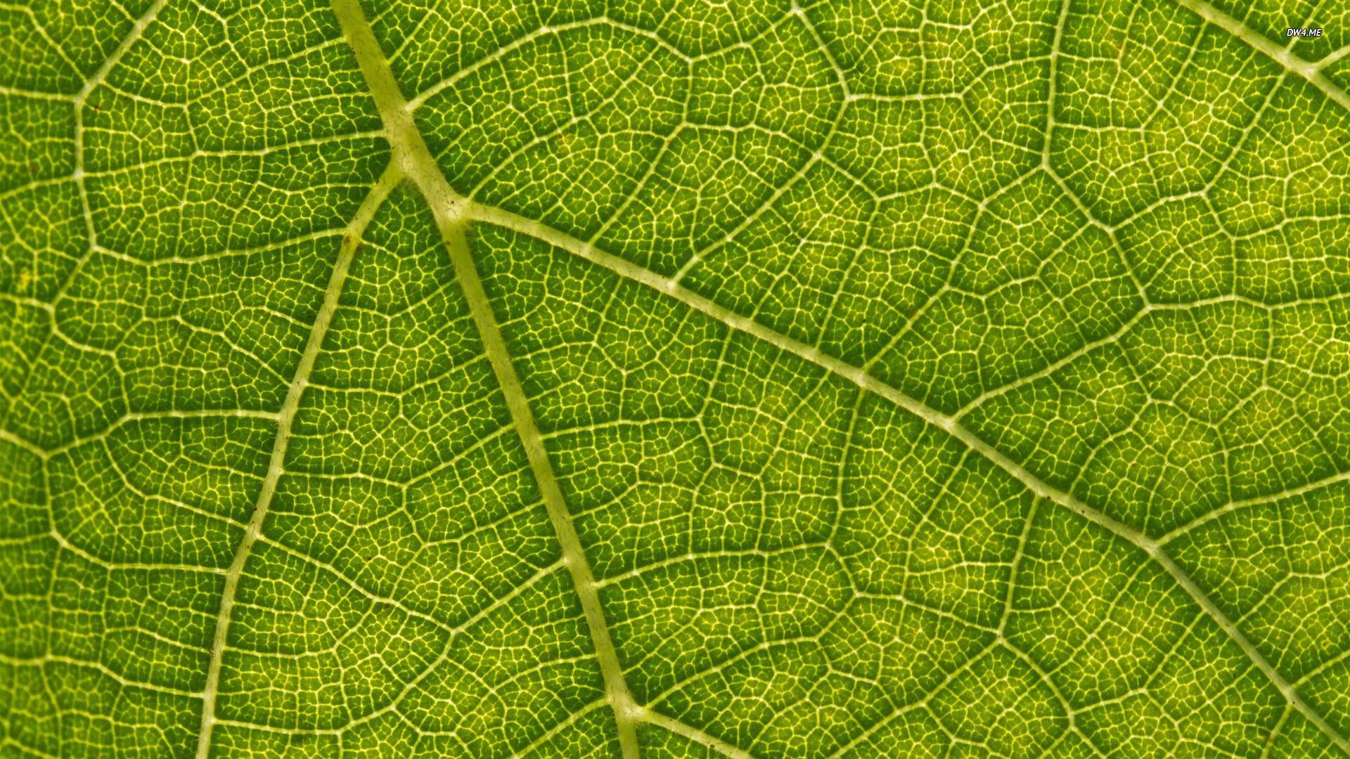 Vein Leaf image