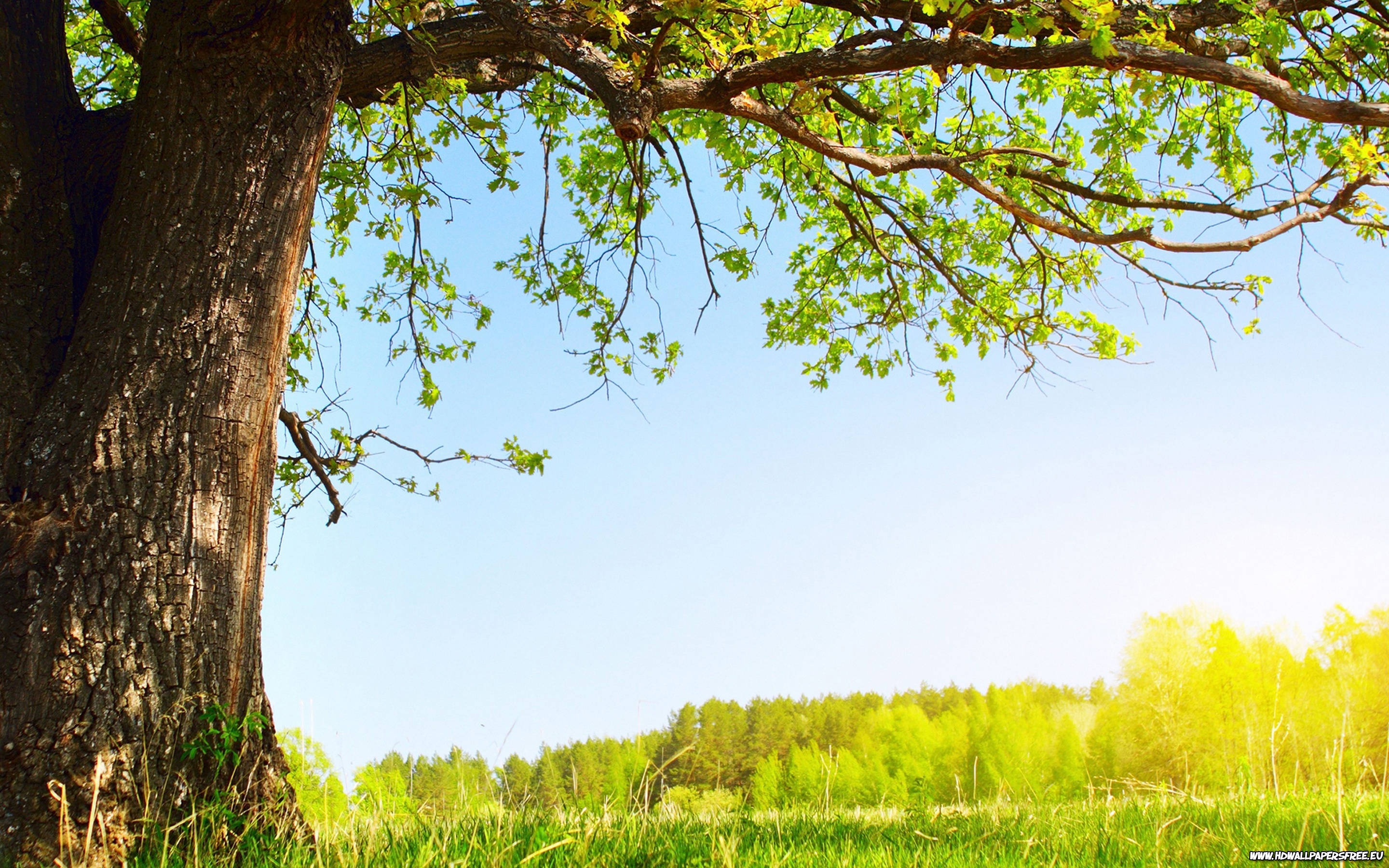 Wallpaper with Trees and Branches