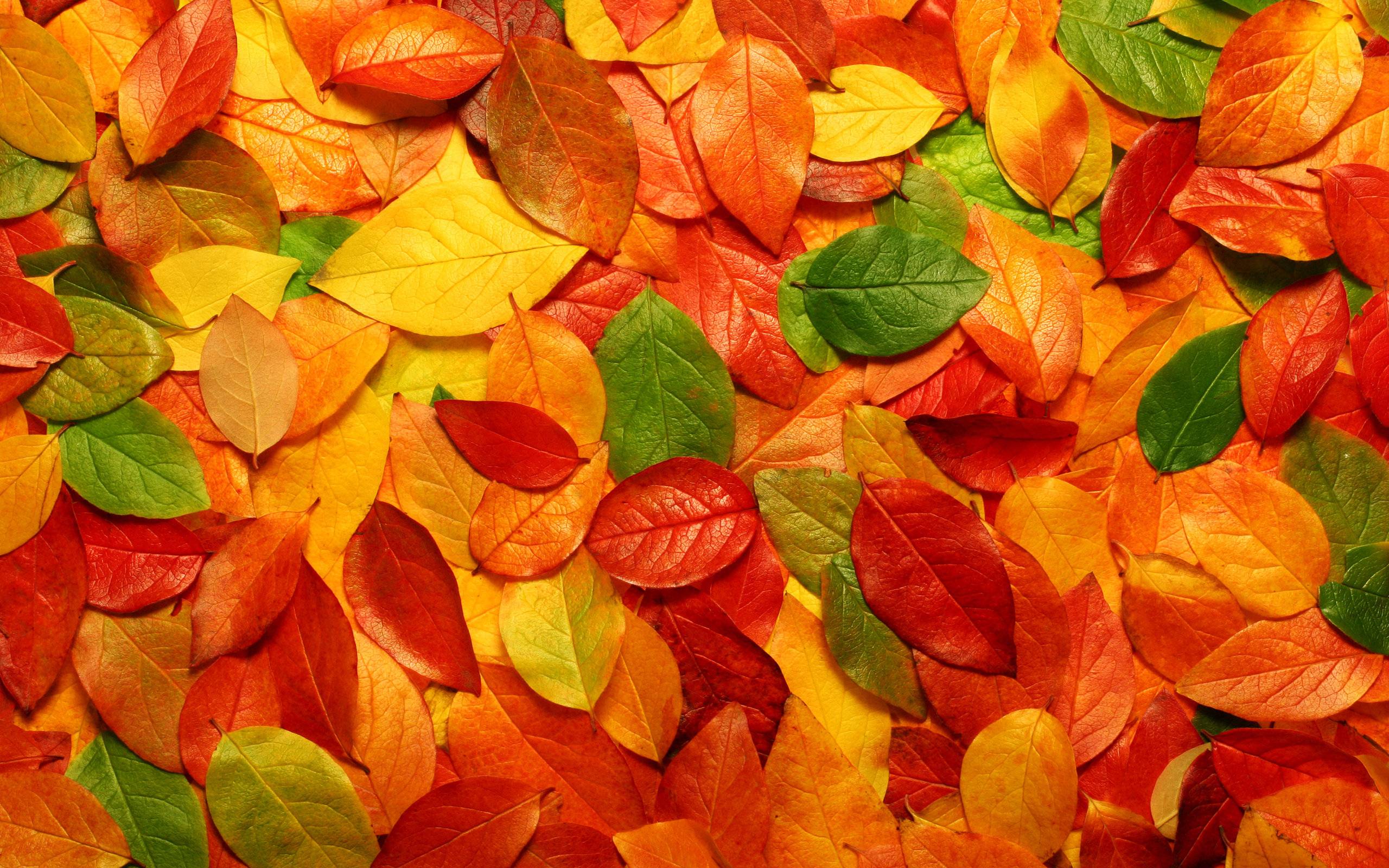 Wallpapers Autumn Leaves Picture Picture