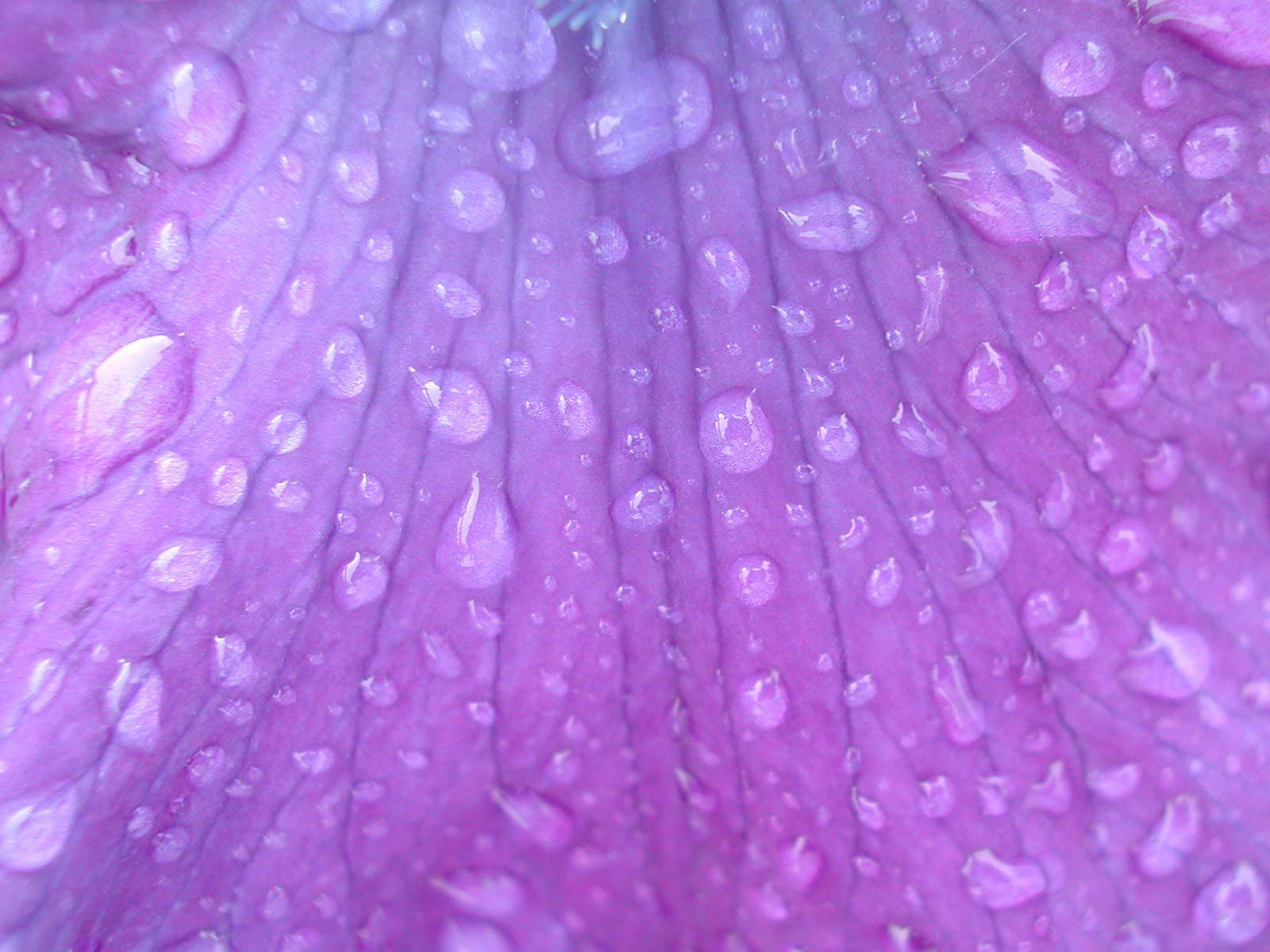 Water Drops Purple Picture