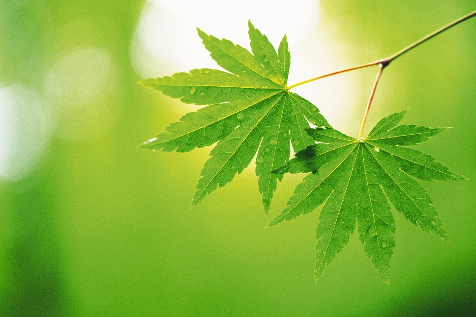 White and Green Leaves