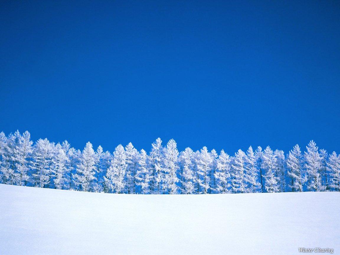 Winter Trees  Winter (509498)  Fanpop image