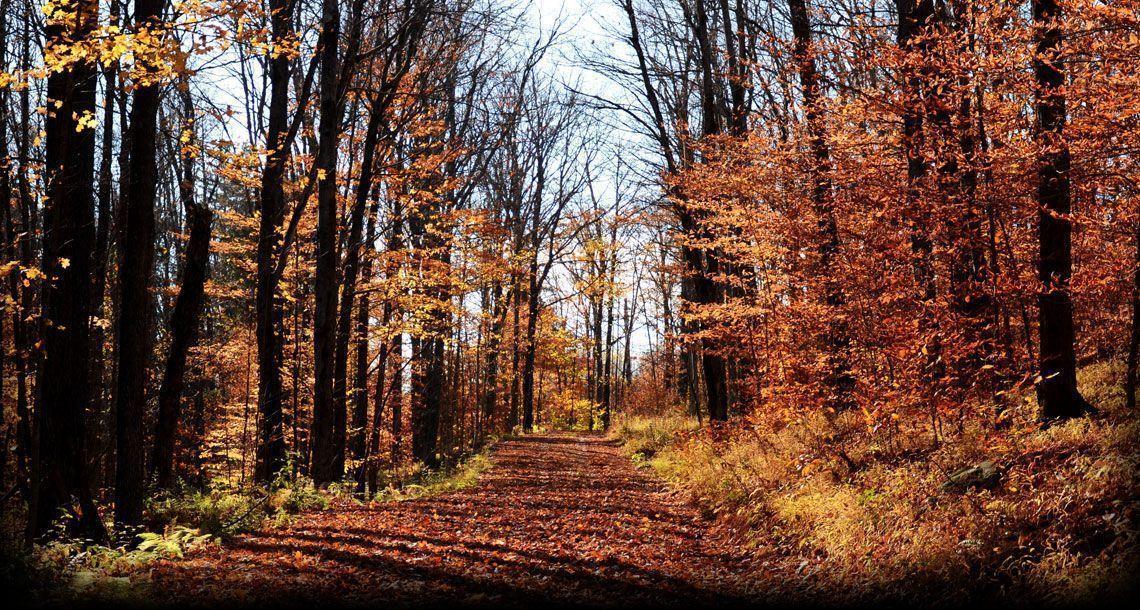 Woods Foliage image