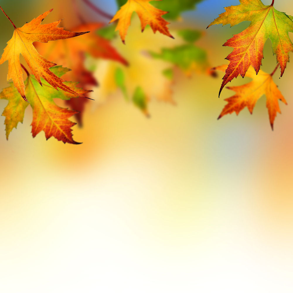 Yellow Autumn Leaves Walpaper Graphic