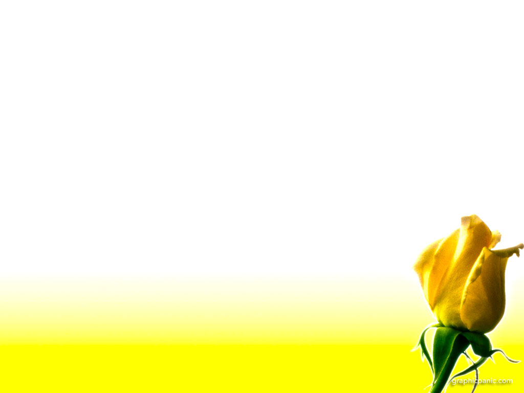 Yellow Rose Flower  WOMENS MINISTRY  Pinterest   image